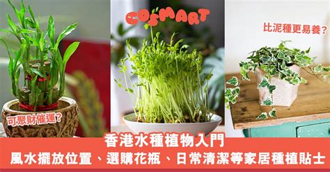 泥種植物|【風水小百科】泥種植物擺放教學：桔樹、金錢樹、玉麒麟的最佳。